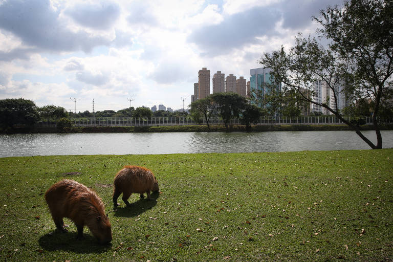 Enzimas descobertas no intestino da capivara podem facilitar o