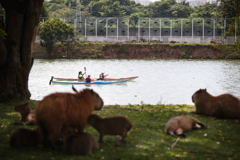 Mascote da Copa América, capivara tem contaminação por metais