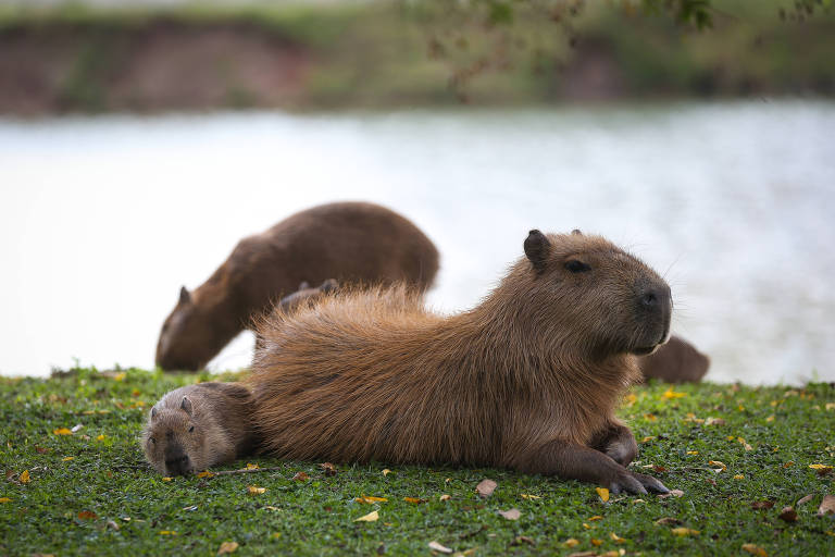 meu nome e clara a capivara libera pfv｜Pesquisa do TikTok