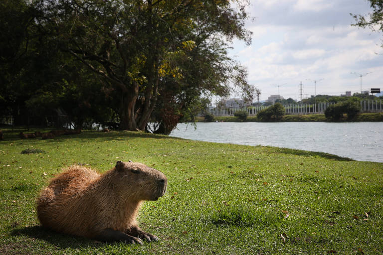 Enzimas descobertas no intestino da capivara podem facilitar o