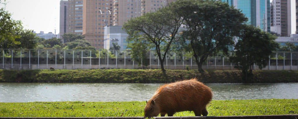 Cerca de 50 capivaras vivem na raia olímpica da USP