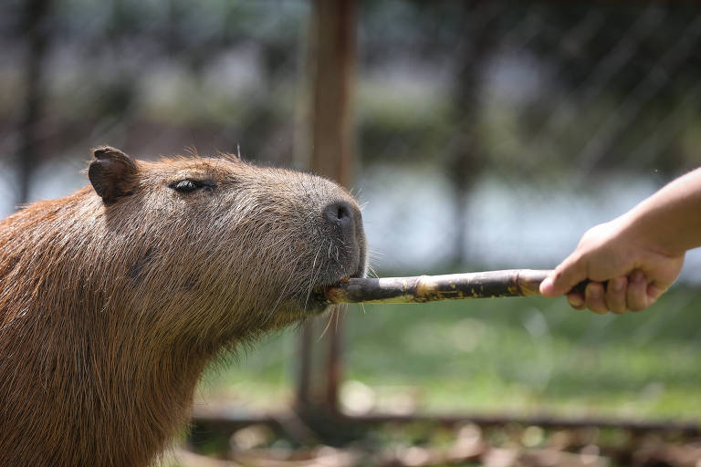 Mascote da Copa América, capivara tem contaminação por metais