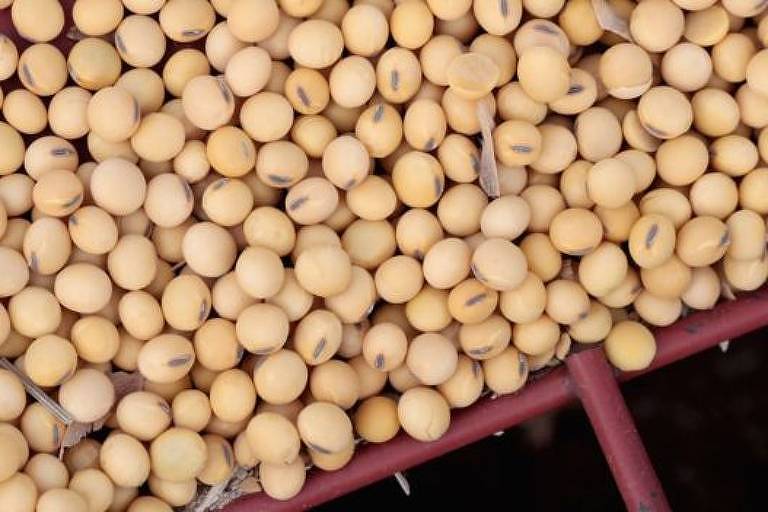 Uma das críticas dos pesquisadores é em relação à produção de soja, no Brasil e na América Latina, usada para ração animal