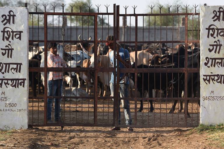 Cuidadores fecham os portões de um abrigo temporário para vacas em Pilani, no estado do Rajastão, na região noroeste do país 