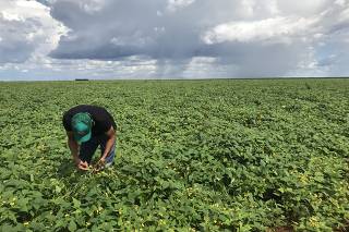 Índio paresi colhe feijão plantado na terra indígena Utiariti, em Mato Grosso (MS)