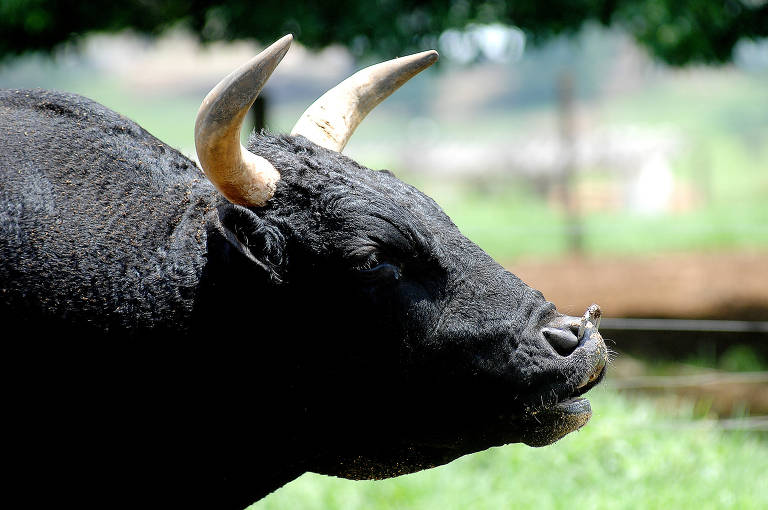 Criacao de gado Wagyu na fazenda da Yakult em Braganca Paulista –