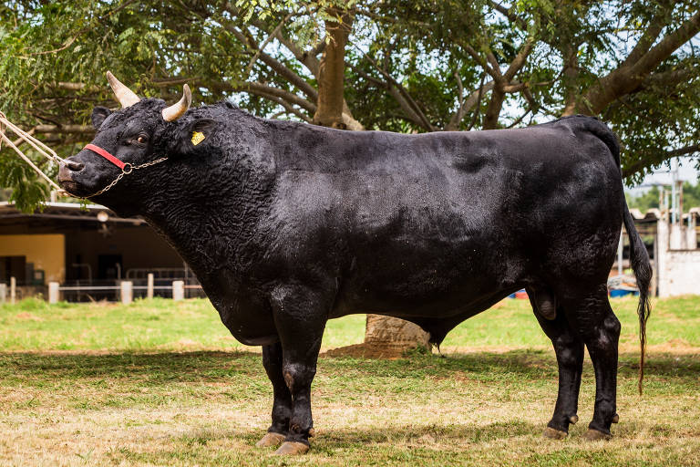 Gado Wagyu da Fazenda Yakult, que tem criação de gado desta raca –