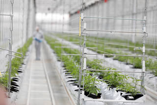 Worker checks cannabis plants inside Tilray factory hothouse in Cantanhede