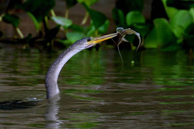 Bigu pescando no Pantanal