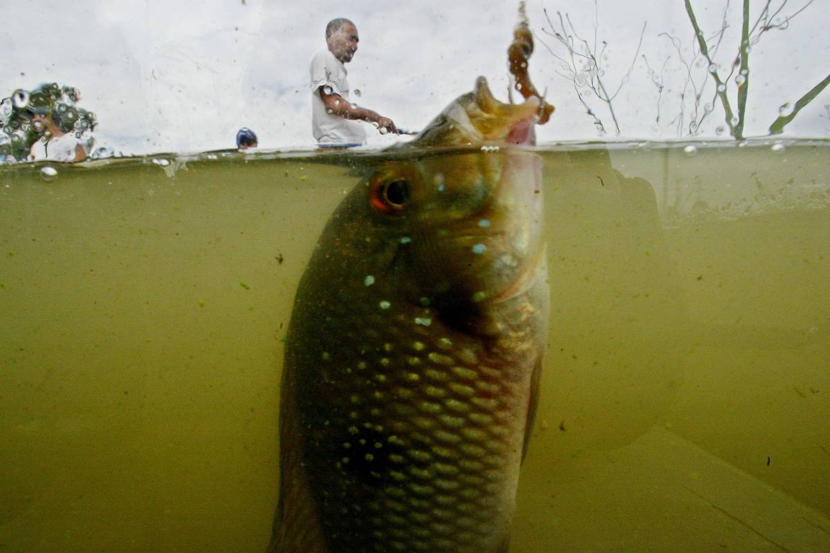 Growing Population of Tilapia Fish in The  Rainforest Sparks Worry  over Environmental Impact - 29/05/2019 - Science and Health - Folha