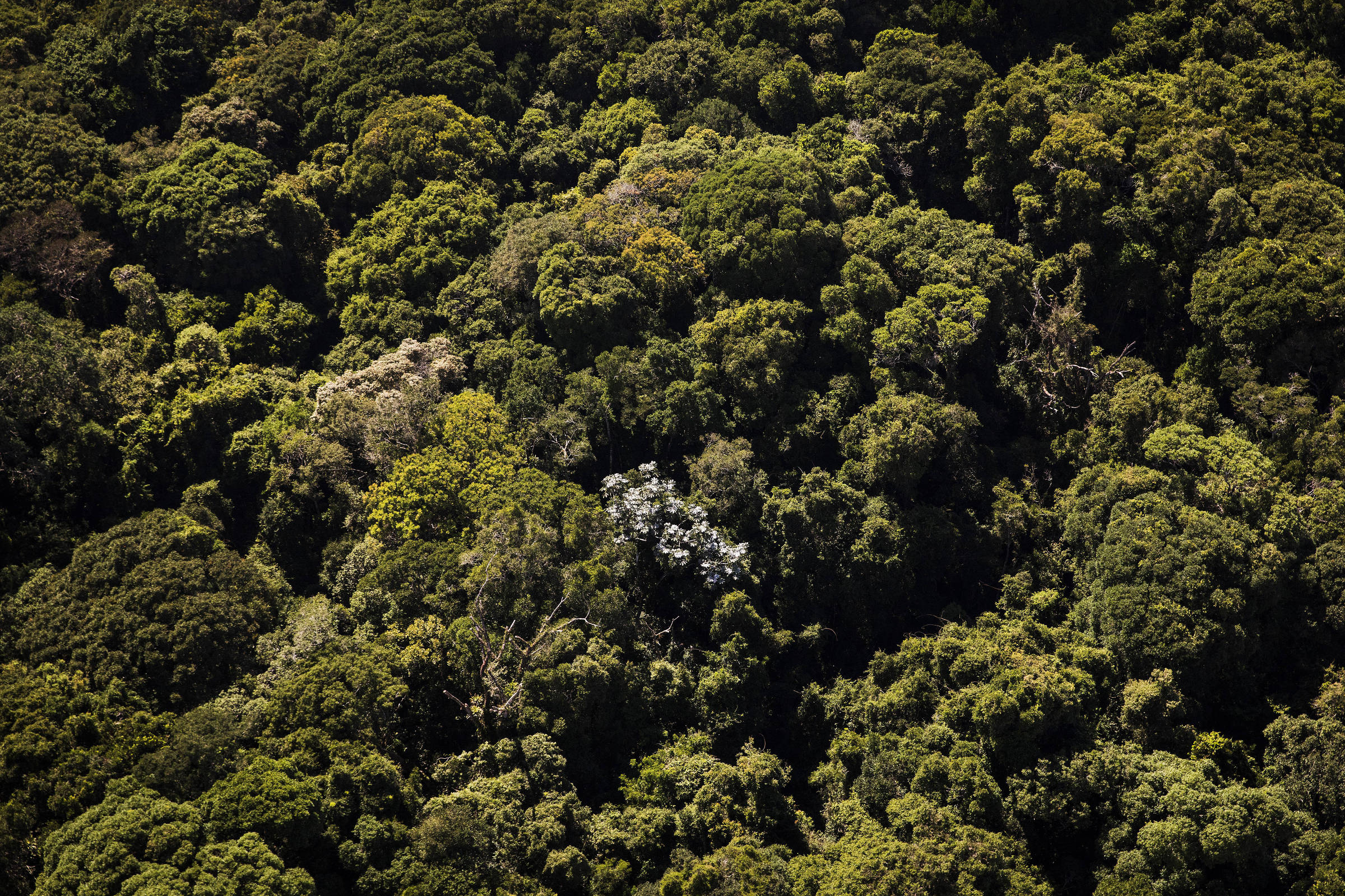 Câmara aprova texto-base de MP capitaneada por ruralistas que flexibiliza Código Florestal