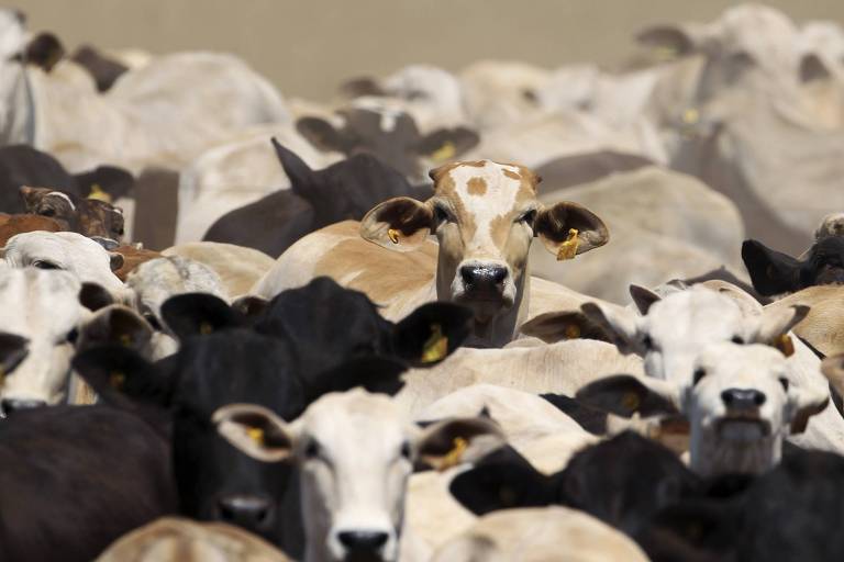 Abates de bovinos começam ano com aceleração