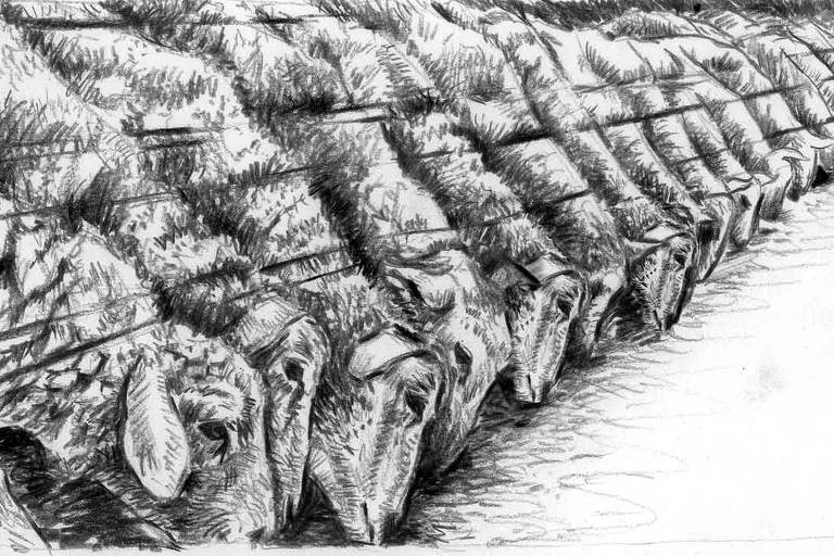 Ilustração mostra gado parado por uma cerca