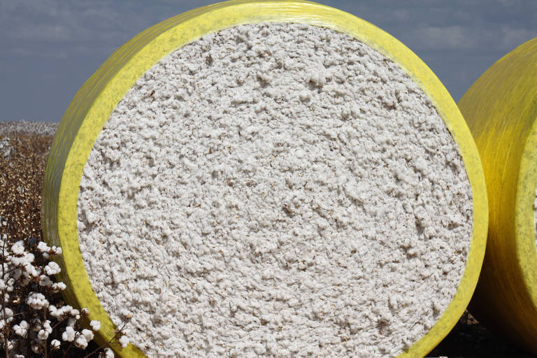 Do lado da demanda, a renda mundial cresce e a população aumenta o consumo de produtos naturais, favorecendo a utilização da fibra