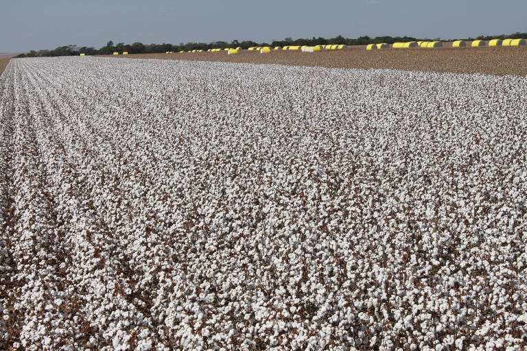 A produção avança, mas os desafios aumentam. A atividade em um ambiente tropical traz vantagens, como a exploração econômica da terra o ano todo e a redução do ciclo das culturas
