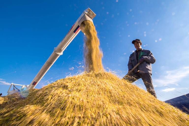 Produtos agrícolas escapam de 'queda vertiginosa' do comércio, indica OMC