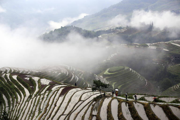 Plantações de arroz na China
