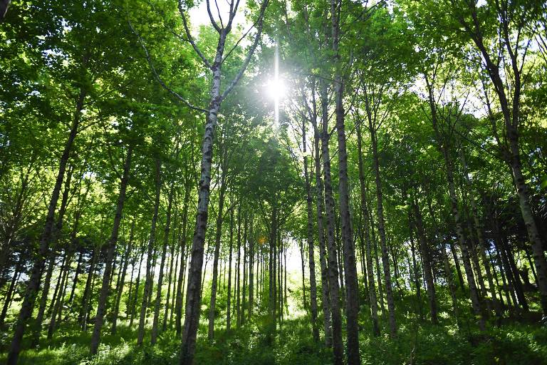 Floresta de Pleyben, na França, que é propriedades da startup EcoTree 