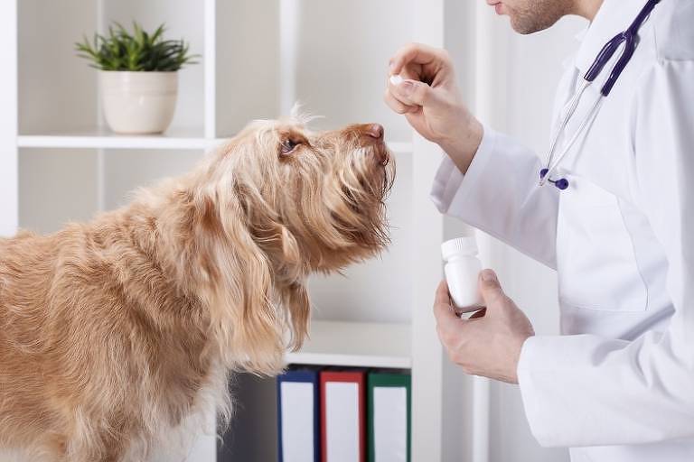 Veterinário dá um comprimido de remédio a cachorro