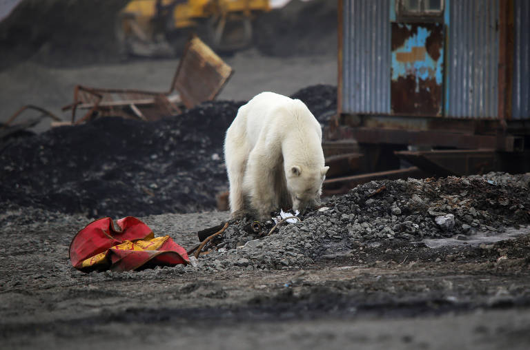 Urso polar faminto é visto revirando lixo na Rússia
