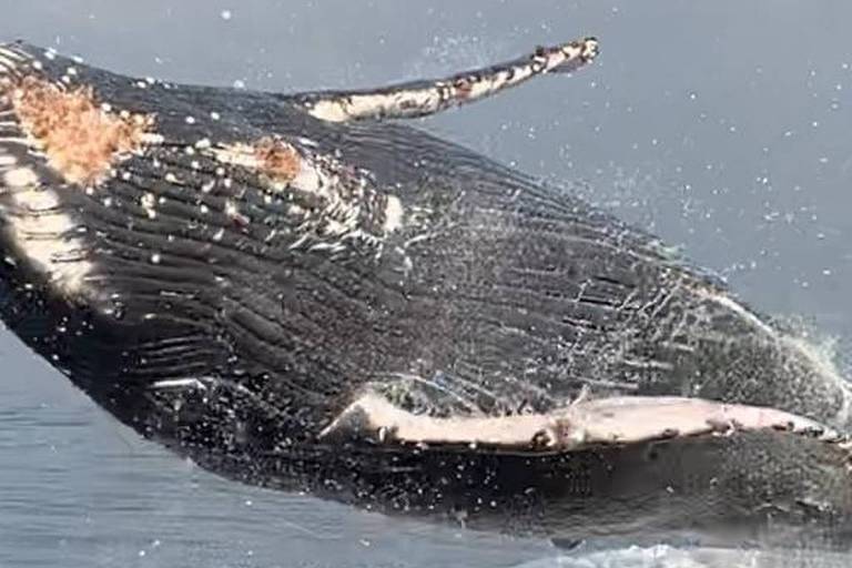 Baleia Jubarte salta Laje do Gardenal, no litoral da Barra da Tijuca