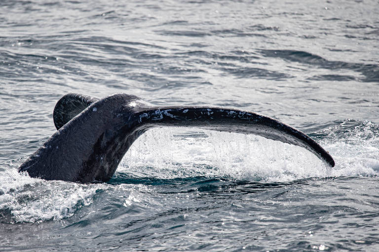 Rabo de baleia avistada no canal entre Ilhabela e São Sebastião