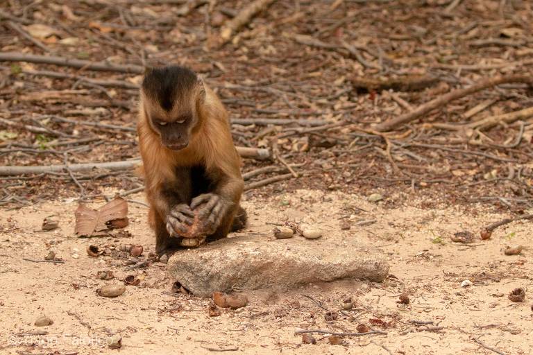 Cientistas acham ferramentas feitas por macacos há 3.000 anos no Piauí