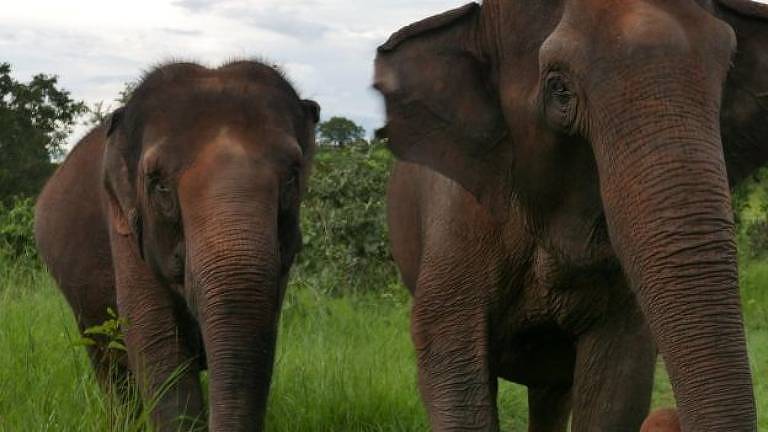  A emocionante despedida de elefantas que viveram por 40 anos em cativeiro no Brasil
