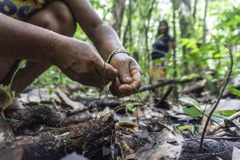 Mulheres da aldeia Maturacá (AM) descobrem espécie de fungo usado em cestaria 