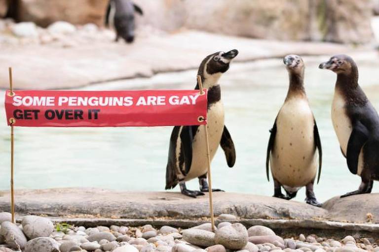 'Alguns pinguins são gays. Supere isso', diz faixa no  Zoológico de Londres