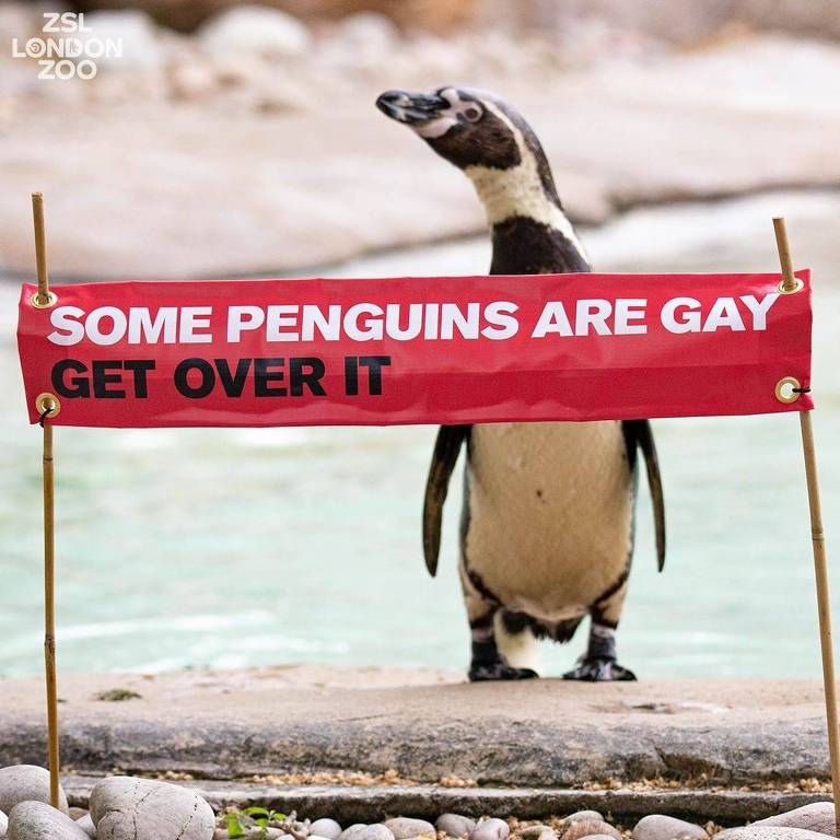 'Alguns pinguins são gays. Supere isto', diz faixa no  Zoológico de Londres