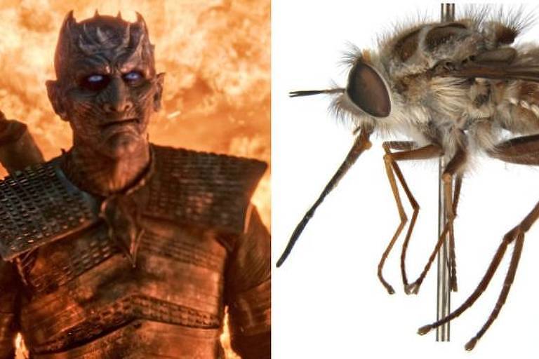 Nova espécie de mosca é batizada com o nome de vilão de 'Game of Thrones'
