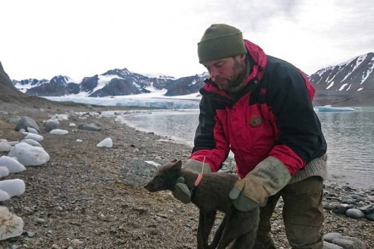Raposa-do-ártico bate recorde em viagem