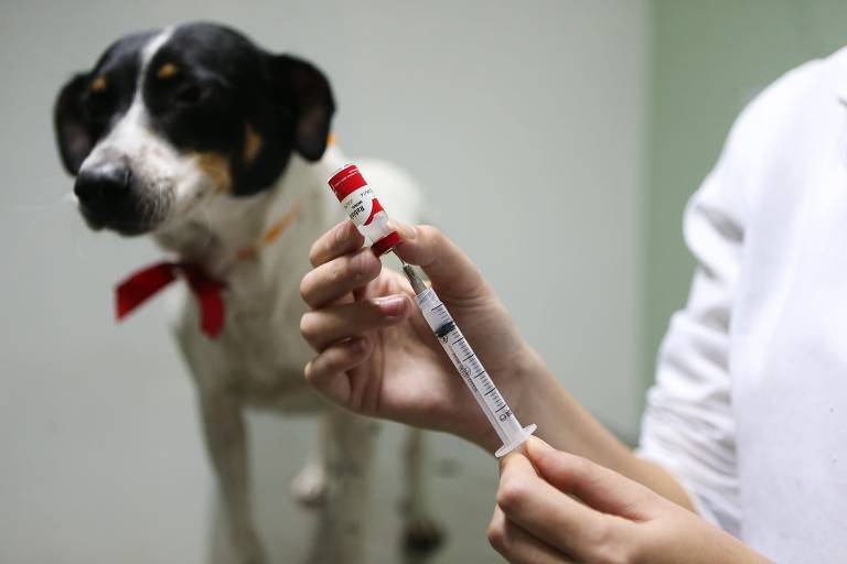 Maioria dos donos de cães dos EUA hesita sobre vacinas caninas, aponta estudo