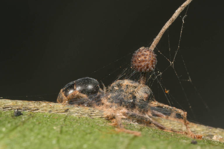 O fungo perfura o esqueleto externo da formiga e cresce dentro do inseto
