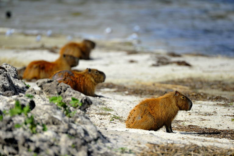 Mascote da Copa América, capivara tem contaminação por metais