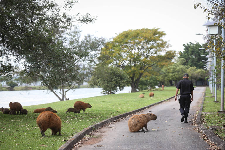 Mascote da Copa América, capivara tem contaminação por metais