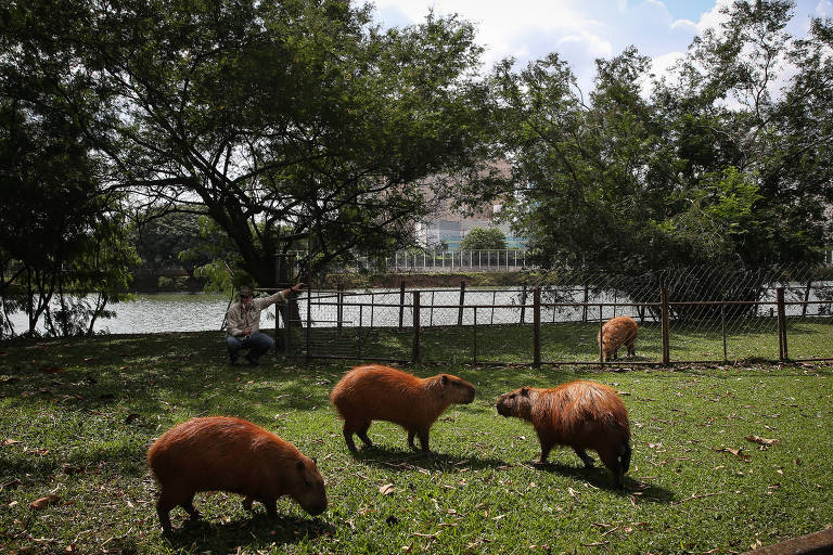 Mascote da Copa América, capivara tem contaminação por metais