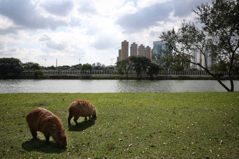 Mascote da Copa América, capivara tem contaminação por metais