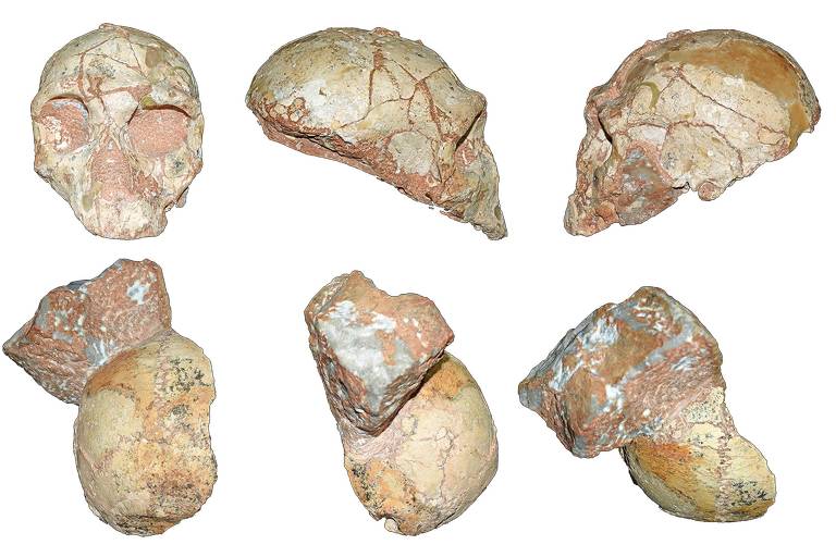 Crânios dos espécimes Apididima 1, um Homo Sapiens (abaixo), e Apididima 2, um neandertal (acima), encontrados na Grécia
