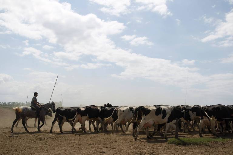 Rebanho de vacas leiteiras em fazenda de Totoras, ao norte de Buenos Aires, na Argentina