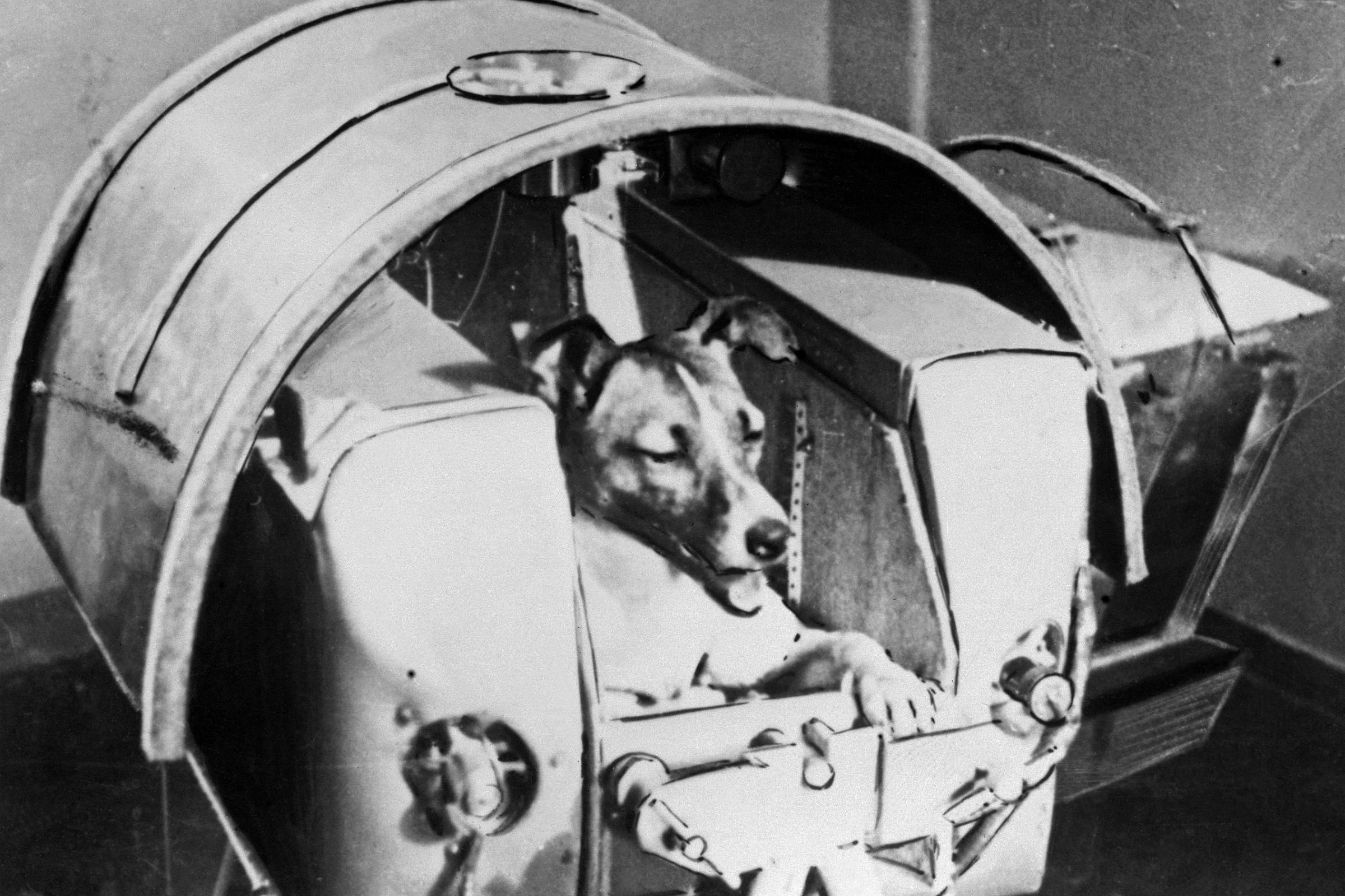 Первые собаки полетевшие в космос лайка. Белка и стрелка полёт в космос 1958. Лайка 1957. Первая собака космонавт лайка.
