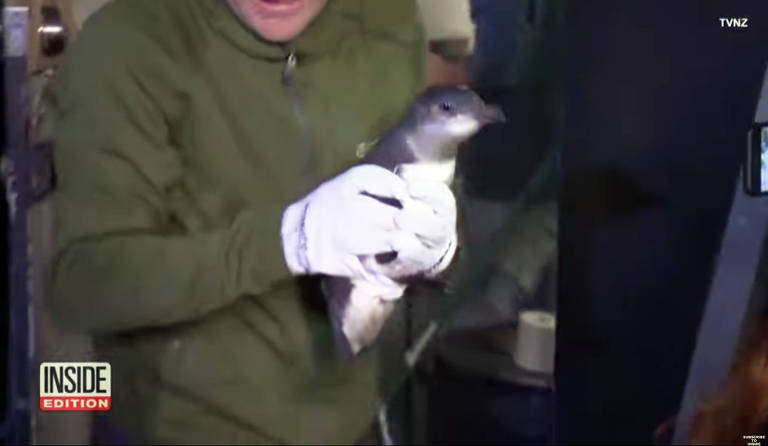 Pinguins invadem restaurante japonês e são pegos pela polícia na Nova Zelândia