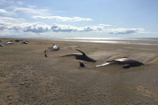 Stranded whales lie on the beach in Snaefellsnes peninsula
