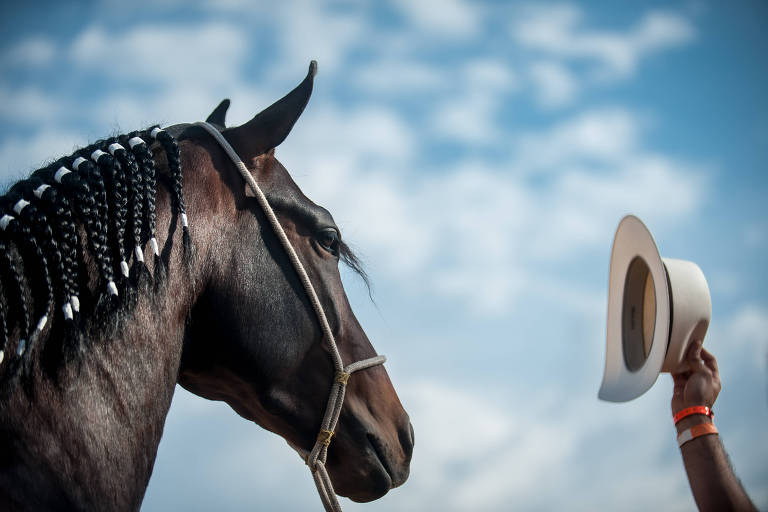 Como aprender o jogo mental observando o meu cavalo - Cavalus