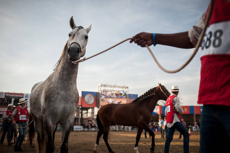 Usei IA para apostar em corridas de cavalos e ganhei - 01/04/2023