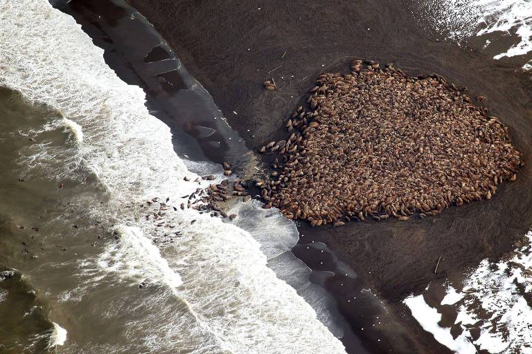 morsas aglomeradas em uma praia