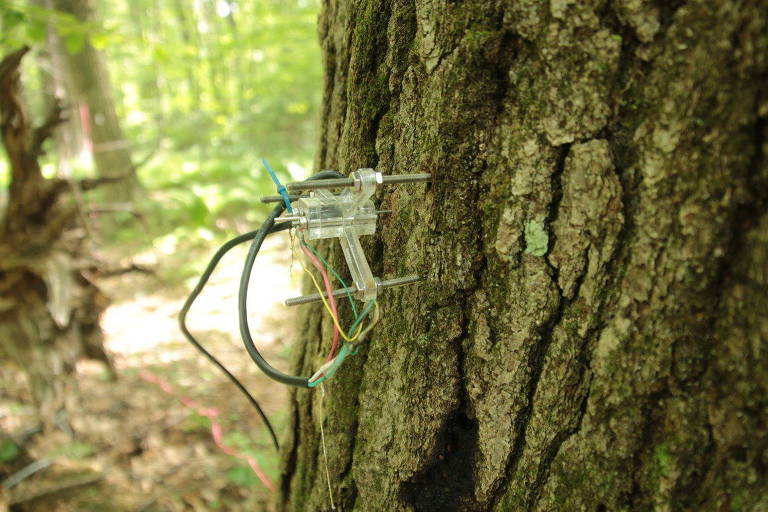 Sensores metálicos ligados a tronco de árvore