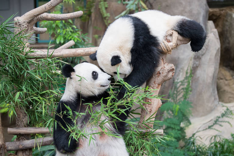 Filhote de panda e sua mãe comem bambu no zoológico de Kuala Lumpur, na Malásia