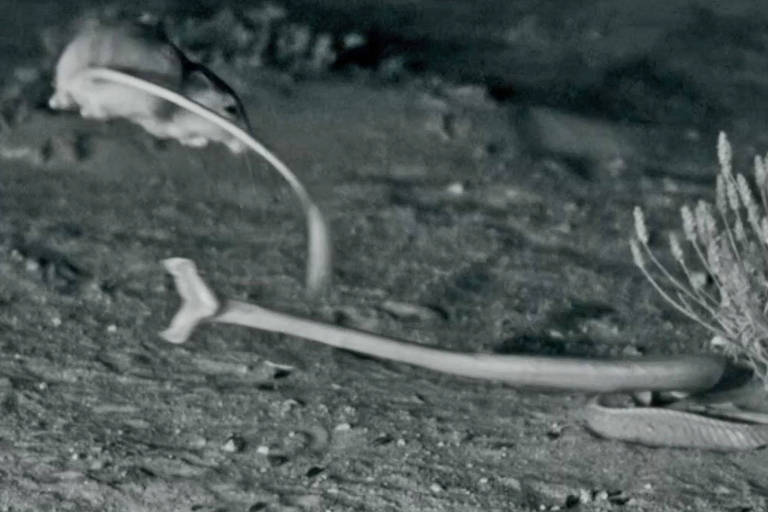 Os 'ratos ninjas' que saltam no ar para escapar de cobras